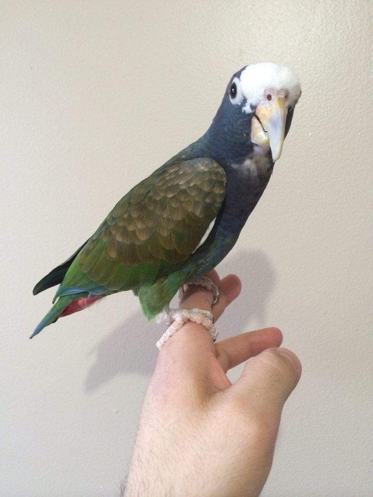 White-Crowned Pionus for sale