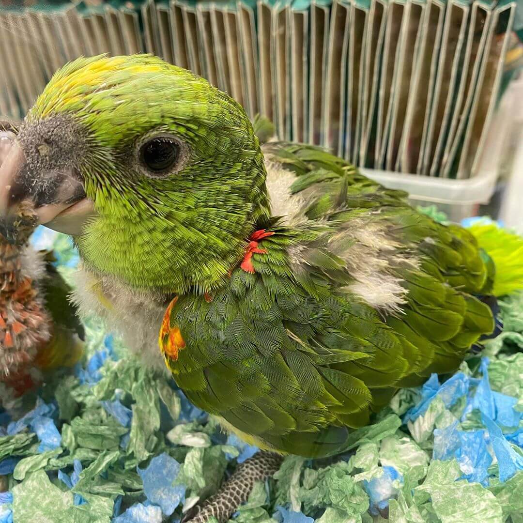 Yellow-Naped Amazon Babies | Buy Yellow Naped Amazon Baby Parrots