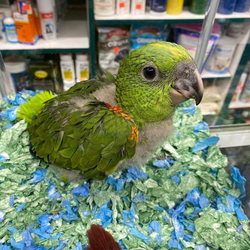 Yellow-Naped Amazon Babies